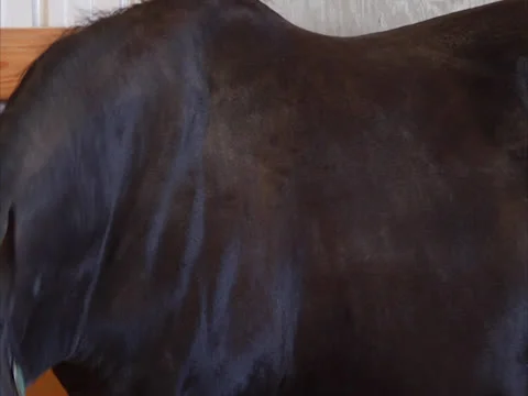 Zoom Out on Horse in Stable Video stock 24262509