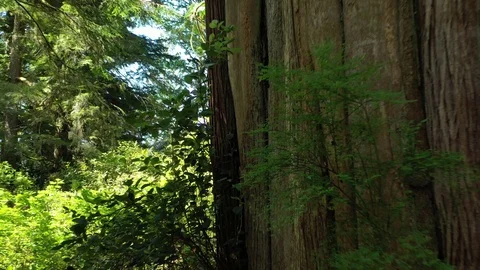 Zoom out of huge cedar tree in British Columbia Forest, 4k Stock Footage 124977508