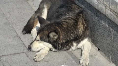 Zoom out Husky mix stray dog squinting in the sun on Heybeliada Stock-Footage 342923439