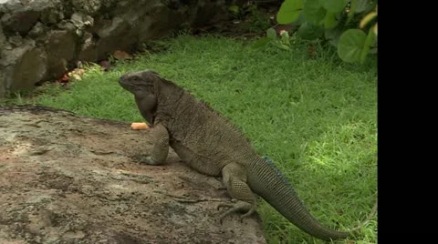 Zoom out from iguana to ocean view Stock-Footage 22665085