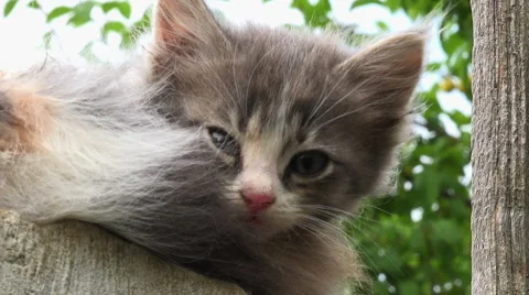 Zoom out on a kitten,cat,kitty Stock Footage 40210326