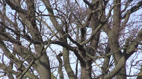 Zoom-out from large, old leafless oak on green field in spring 스톡 동영상 36030975