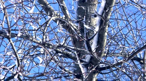 Zoom out on large snowy tree Stock-Footage 1052101