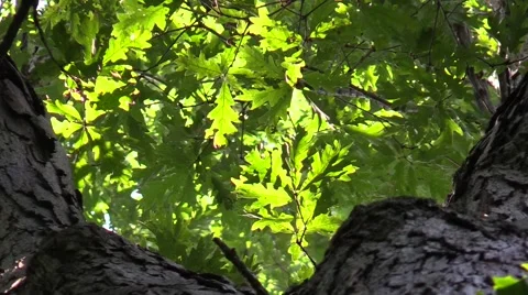 Zoom out of large white oak tree in summer nature scenic Video stock 50056050