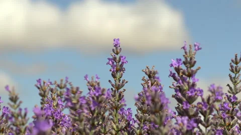 Zoom out of a lavender field Stock Footage 171229521
