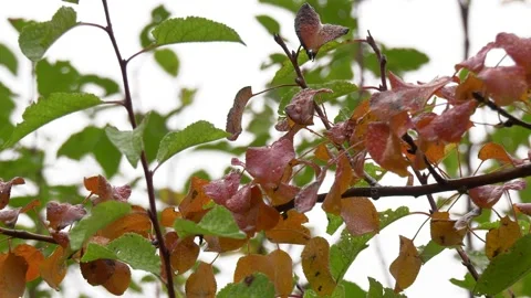 Zoom out from leaf Stock Footage 167497179