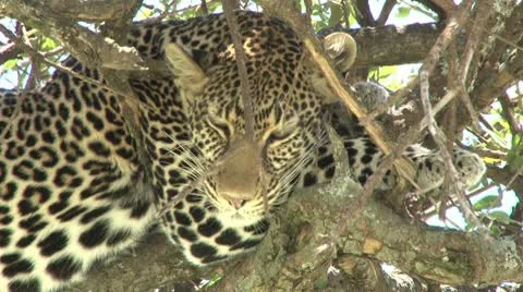 Zoom out of a leopard in a tree 1 Stock Footage 8983066