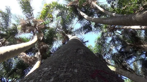 Zoom out for a long palm on its trunk Stock Footage 129974784