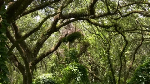 Zoom out lush tropical jungle/forest Stock Footage