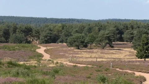 Zoom out: Man jogging through heathland and group of people walking their dog Stock Footage 115135286