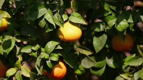 Zoom out from mandarins on tree Stock Footage 46525698