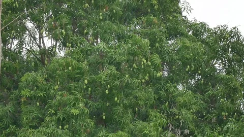 Zoom out mango trees with fruit. Stock Footage 105857658