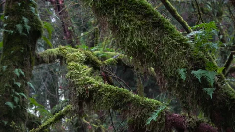 Zoom out of moss covered branches Stock-Footage 147234786