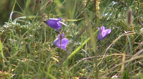 Zoom Out Mountain Flowers To Panorama Stock Footage
