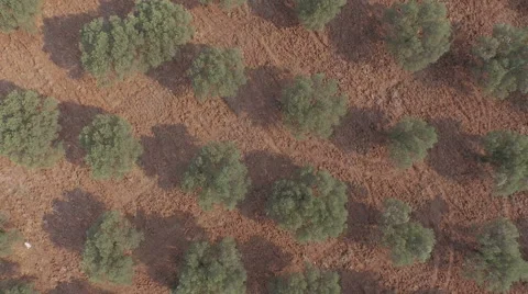 Zoom Out from Olive Trees Video stock 61114924