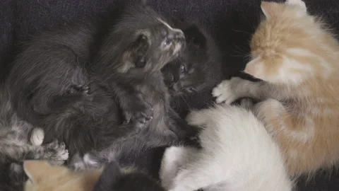 Zoom out on one month old kittens of different colors playing Stock Footage 143294459