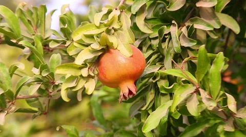 Zoom out from one red pomegranate Stock Footage 68024642