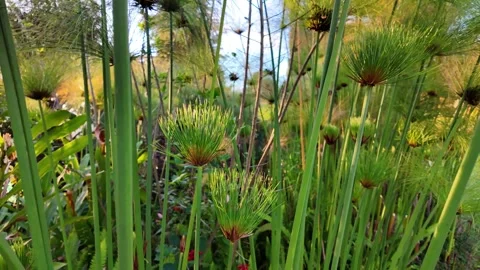 Zoom-out over dense papyrus plants in a wetland, lush vegetation in Venezuela Stock Footage 333040613