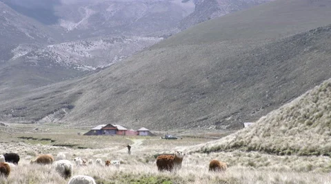 Zoom out over flock of lamas unveils chimborazo volcano volcanoe volcano animal Stock Footage