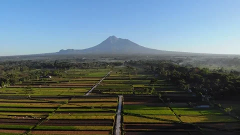 Zoom out of paddy field Video stock 269607719