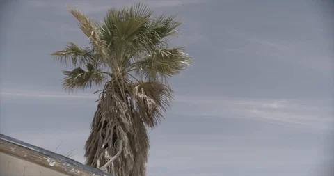 Zoom out from Palm Tree to Dilapidated and Abandoned House Stock Footage 89942306