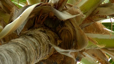 Zoom out from a palm tree Stock Footage 99118621