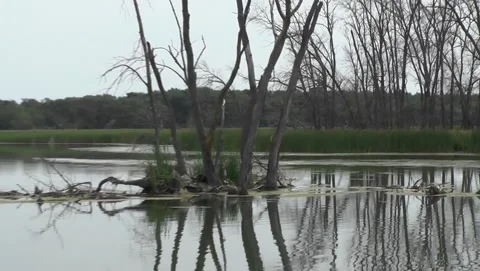 Zoom Out-Pan From Dead Tree Islet To Vigin Lake Stock Footage 201110601