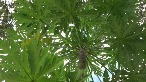 Zoom out of a papaya tree seen from below Stock Footage 85230347