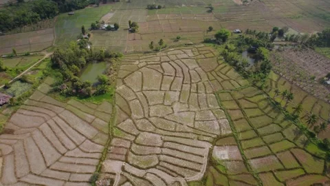 Zoom out from the patchwork asian fields interwoven with water reservoirs Video stock 246658784