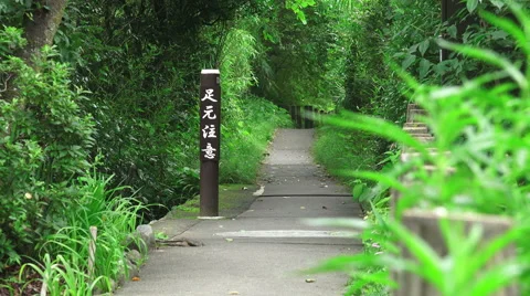 Zoom Out Pathway Thru Green Japanese Forest Near Tama River Stock Footage 50667885