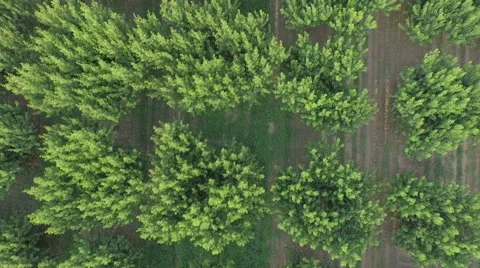 Zoom Out from Peach Trees Stock Footage 61114803