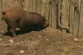 Zoom out from pig at fence Footage