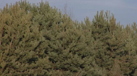 Zoom out from a pine forest to a big landfill with unsorted trash. 動画素材 61759152