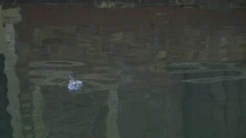 Zoom out from plastic trash floating in channel of Venice, Italy, 4k Stock Footage 141603952