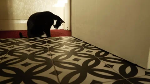 Zoom out of playful kitty through a doorway 4K Stock Footage 311786320