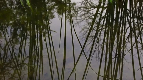 Zoom out from pond Video stock 79664064