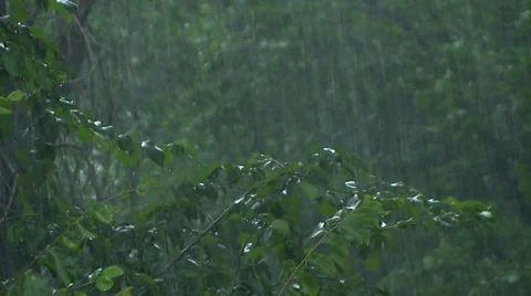 Zoom Out - Rain Blowing through Windy Trees during Stormy Weather Stock Footage