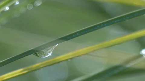 Zoom out from raindrop on a grass stalk 스톡 동영상 93987074
