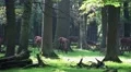 Zoom out Red Deers horde in oak and beech forest at sunny summer day HD Footage