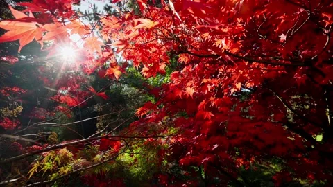 Zoom out red leaves maple tree in a garden Stock Footage 146154627