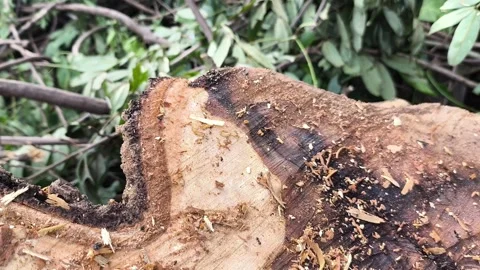 Zoom Out Revealing Tree Stump and Forest Debris Stock Footage 339429080