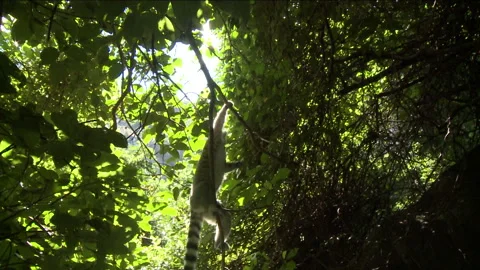 Zoom out of a Ring-tailed Lemur in a tree Stock Footage 310540693