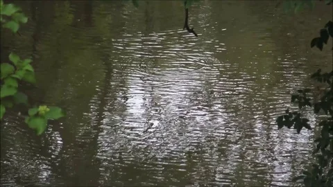 Zoom out from rippling water surface to wide creek shot Video stock 74674246