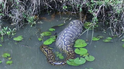 A zoom out of a rock python with a full stomach Stock Footage 26715491