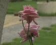 Zoom out from roses to garden SD Footage
