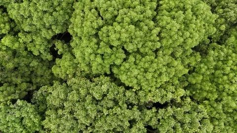 Zoom-out rotating top view of lush rainforest foliage in Indonesia Vídeos de archivo 295932081