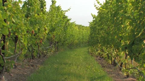 Zoom out row of grapes at vinyard Stock Footage 7762453