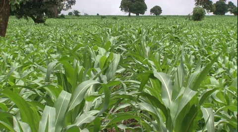 Zoom out rows of corn in African red earth farm field Vídeo Stock 40345429