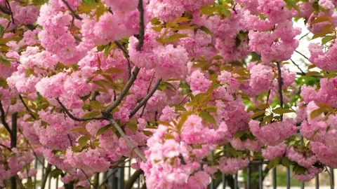 Zoom out of sakura tree flowers Stock Footage 273793115