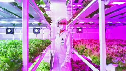Zoom out scientist examining vertical farm crops under LED lights, Stock Footage 304954927